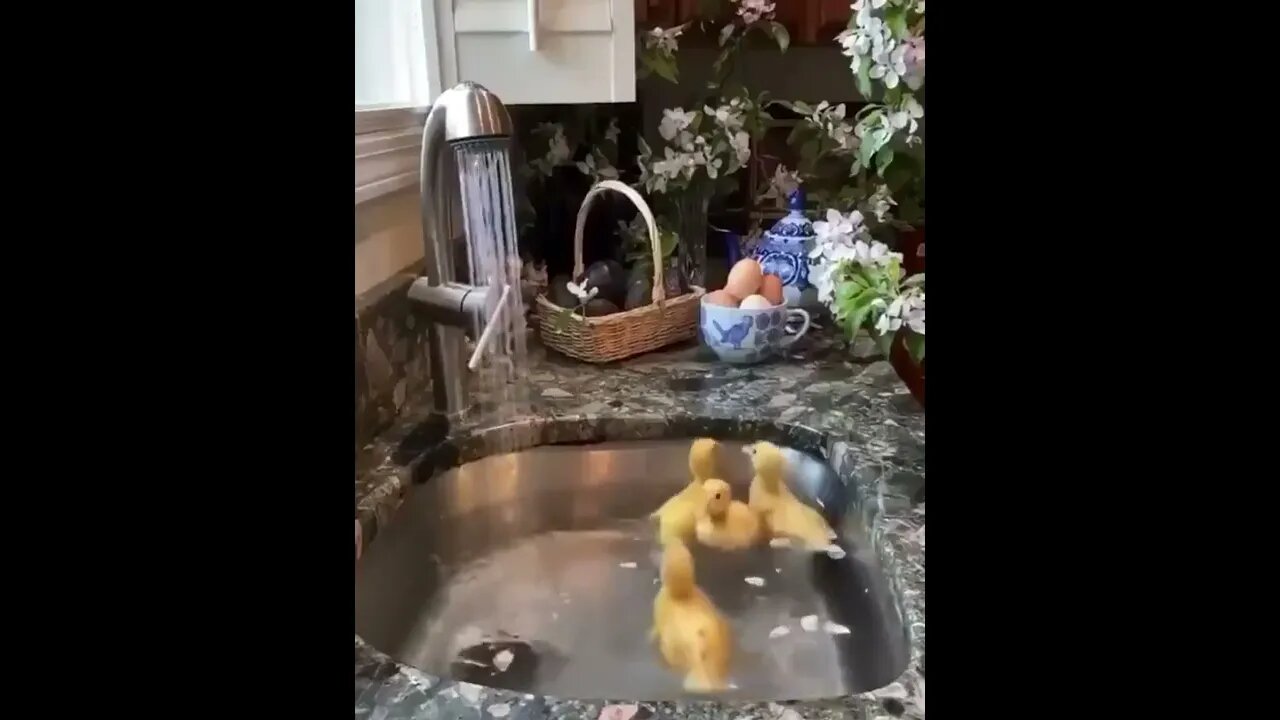 Baby ducks having fun in the sink.