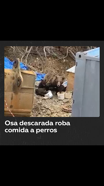 Osa se enfrenta a perros para comer con sus crías