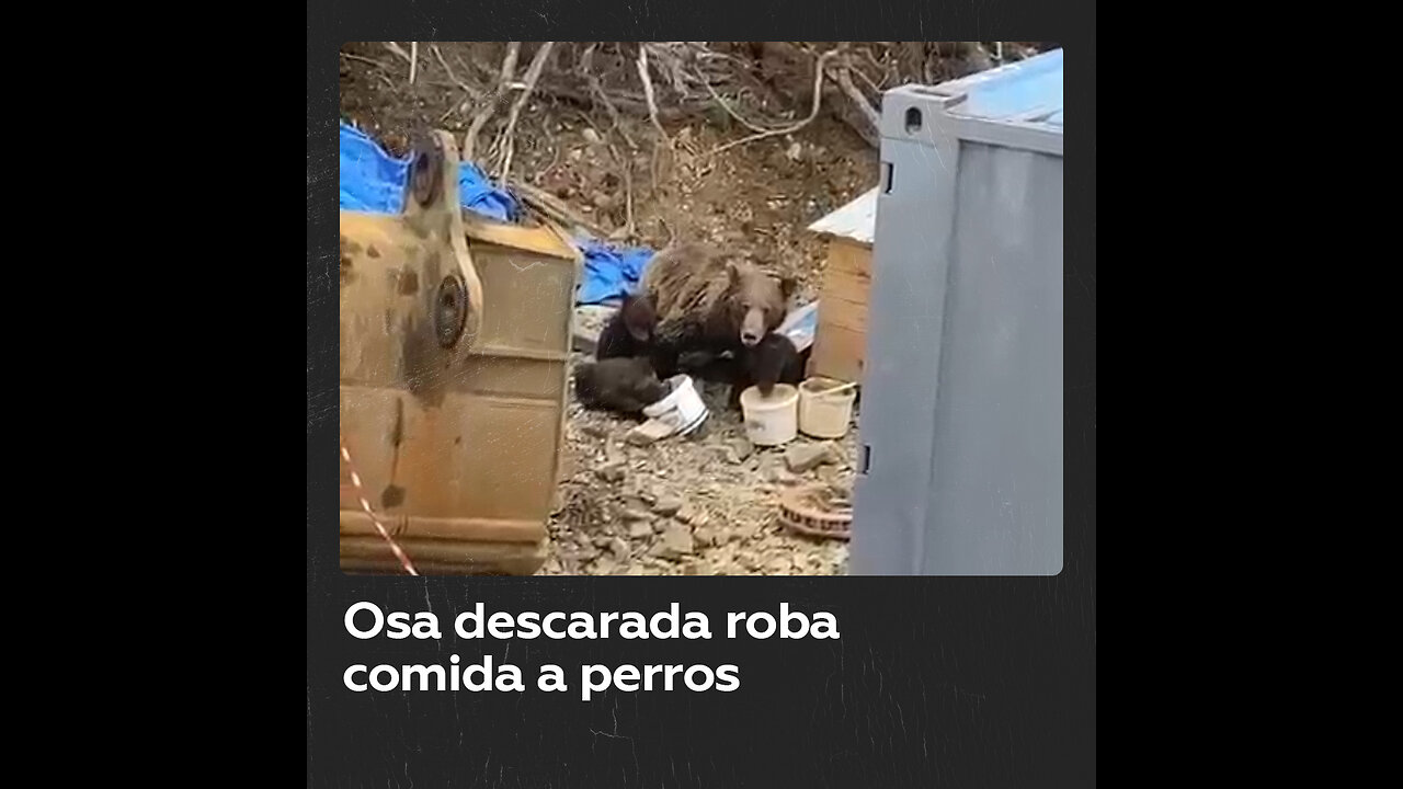 Osa se enfrenta a perros para comer con sus crías