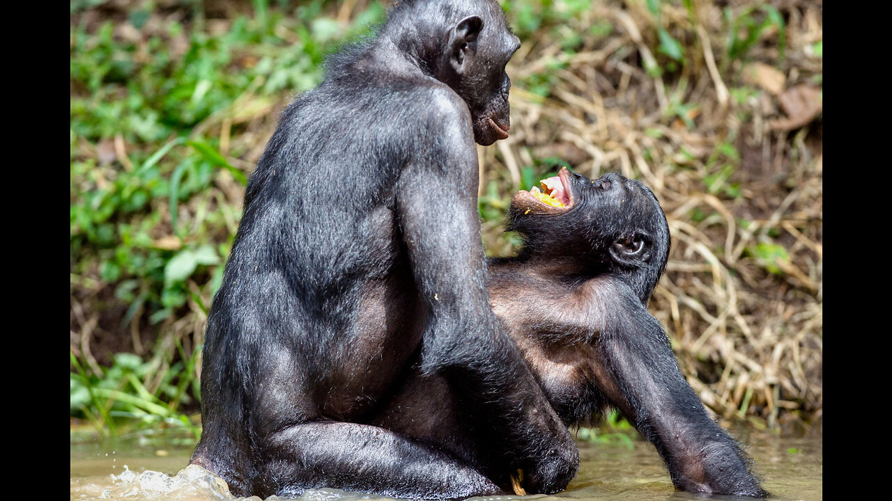 La HOMOSEXUALIDAD de los PRIMATES