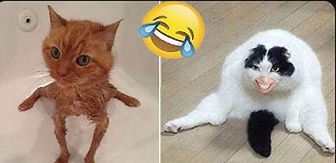 Funny animals 😄hub,funny animals club youtube, 🤣, funny animals dancing 💃😄, funny animals fighting 😄