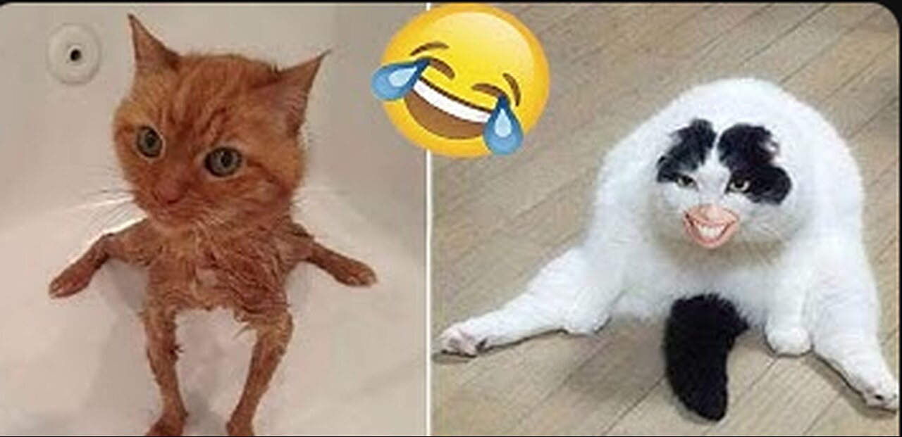 Funny animals 😄hub,funny animals club youtube, 🤣, funny animals dancing 💃😄, funny animals fighting 😄