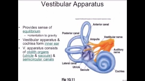 The Vestibular System