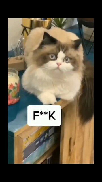 Cat Relaxing On The Table And Not Caring About Anything More - TikTok Cats (Funny Animals #333)