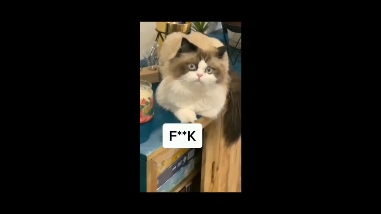 Cat Relaxing On The Table And Not Caring About Anything More - TikTok Cats (Funny Animals #333)