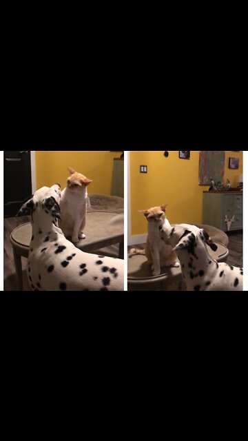 Cat Slaps Dog Multiple Times While She Tries to Befriend Him