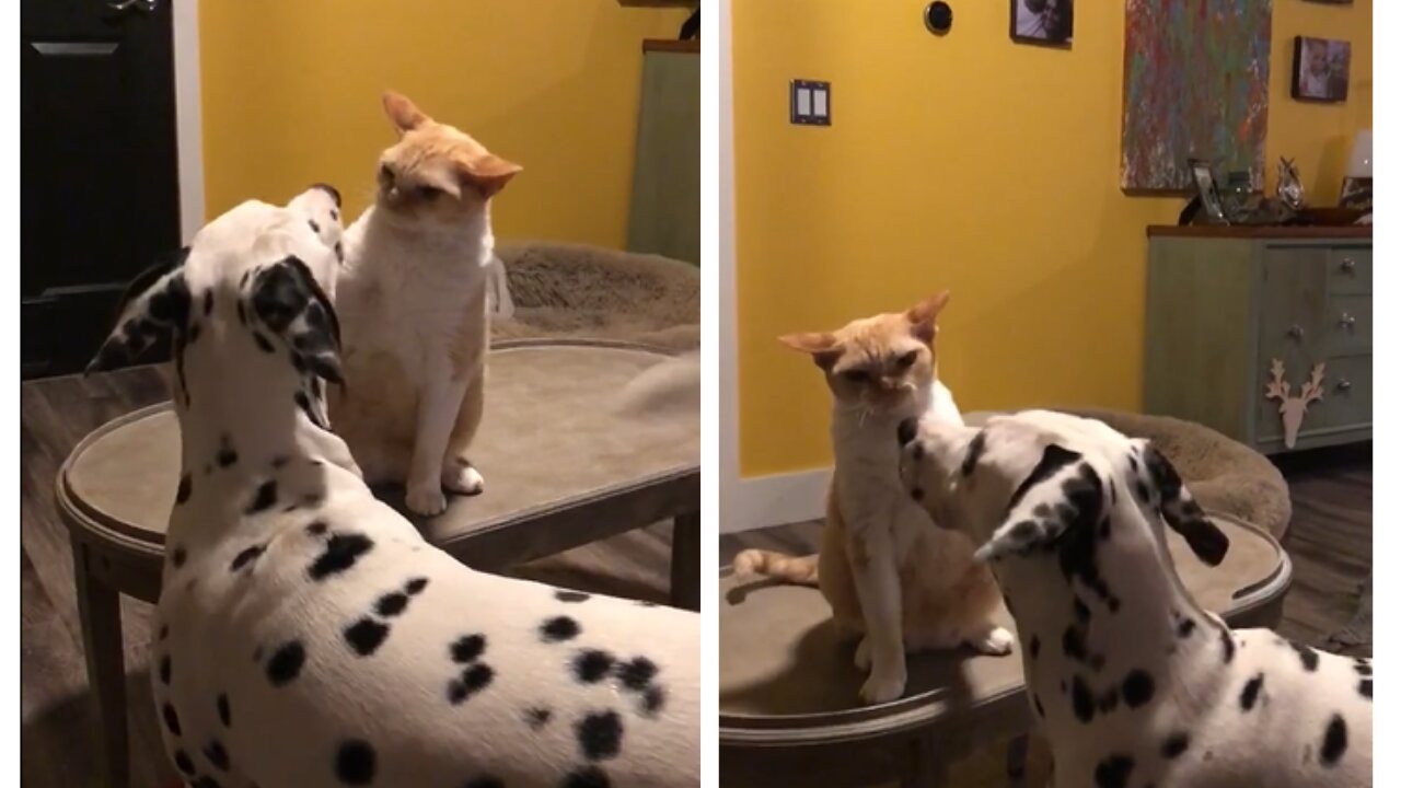 Cat Slaps Dog Multiple Times While She Tries to Befriend Him