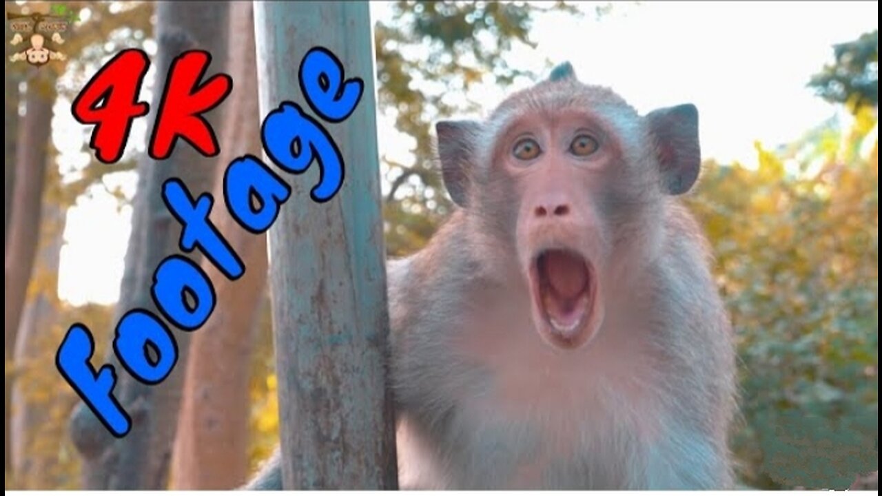 4K Quality Animal Footage - Monkeys Beautiful Scenes Episode 22 | Viral Monkey