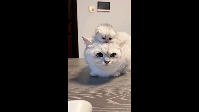 Cute baby kittens 🤗🥰🥰