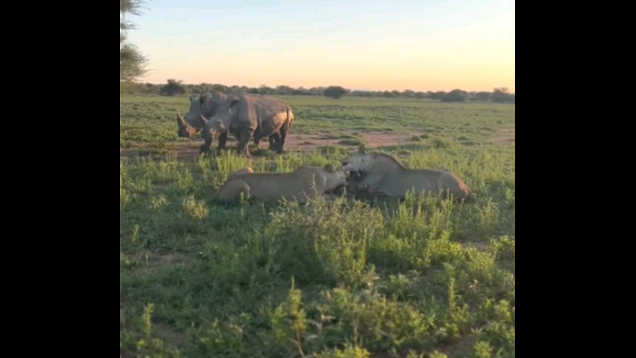 Kingfisher Pride And Two Inquisitive Rhino