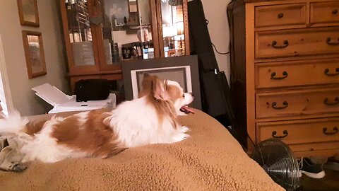 Buzz resting