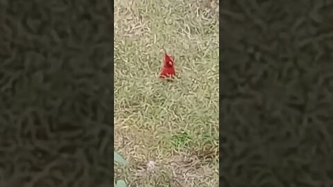 A CARDINAL (10/21/23)