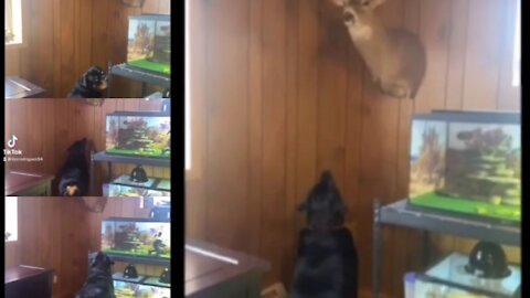 Funny dog