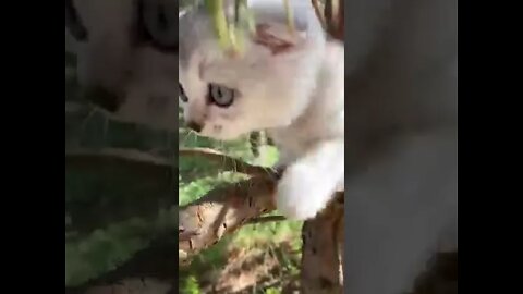 Cat on tree #short #ytshort