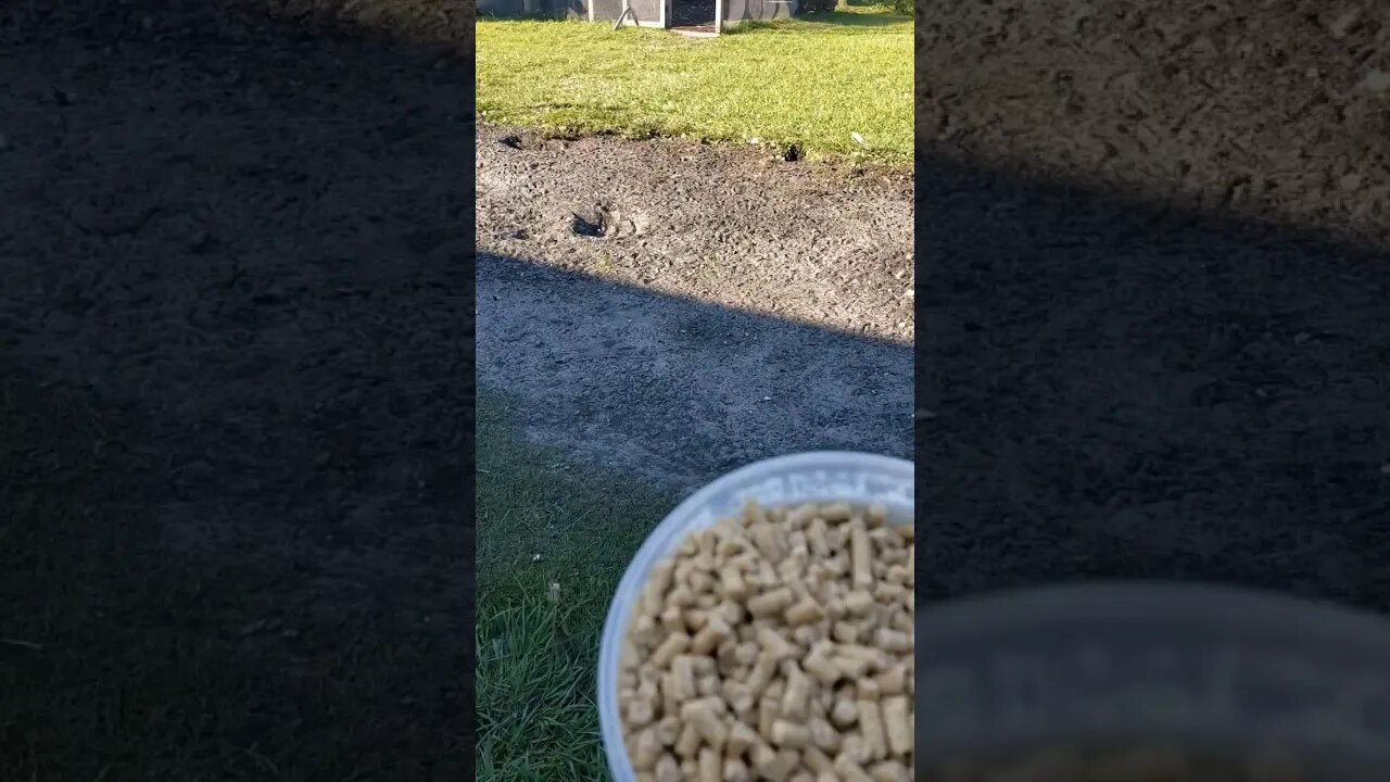 Giving Them Regular Food As A Treat Because I Accidentally Filled The Feeder With Scratch #chickens
