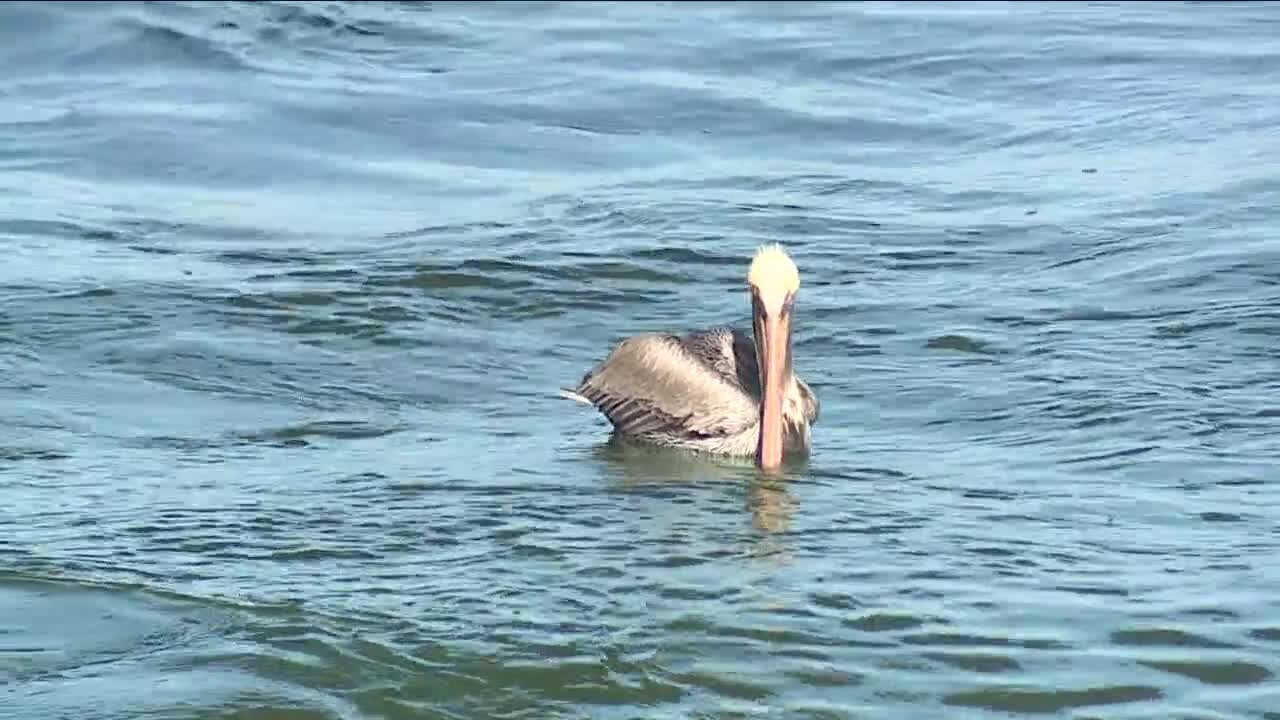 FWC proposes new fishing regulations on Skyway Fishing Pier to protect pelicans