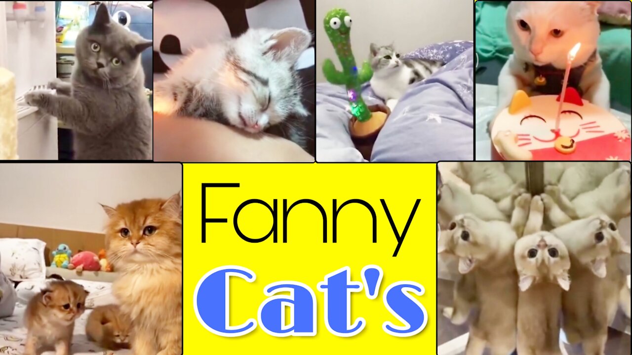 Lots of cute and funny cats,mahmud123