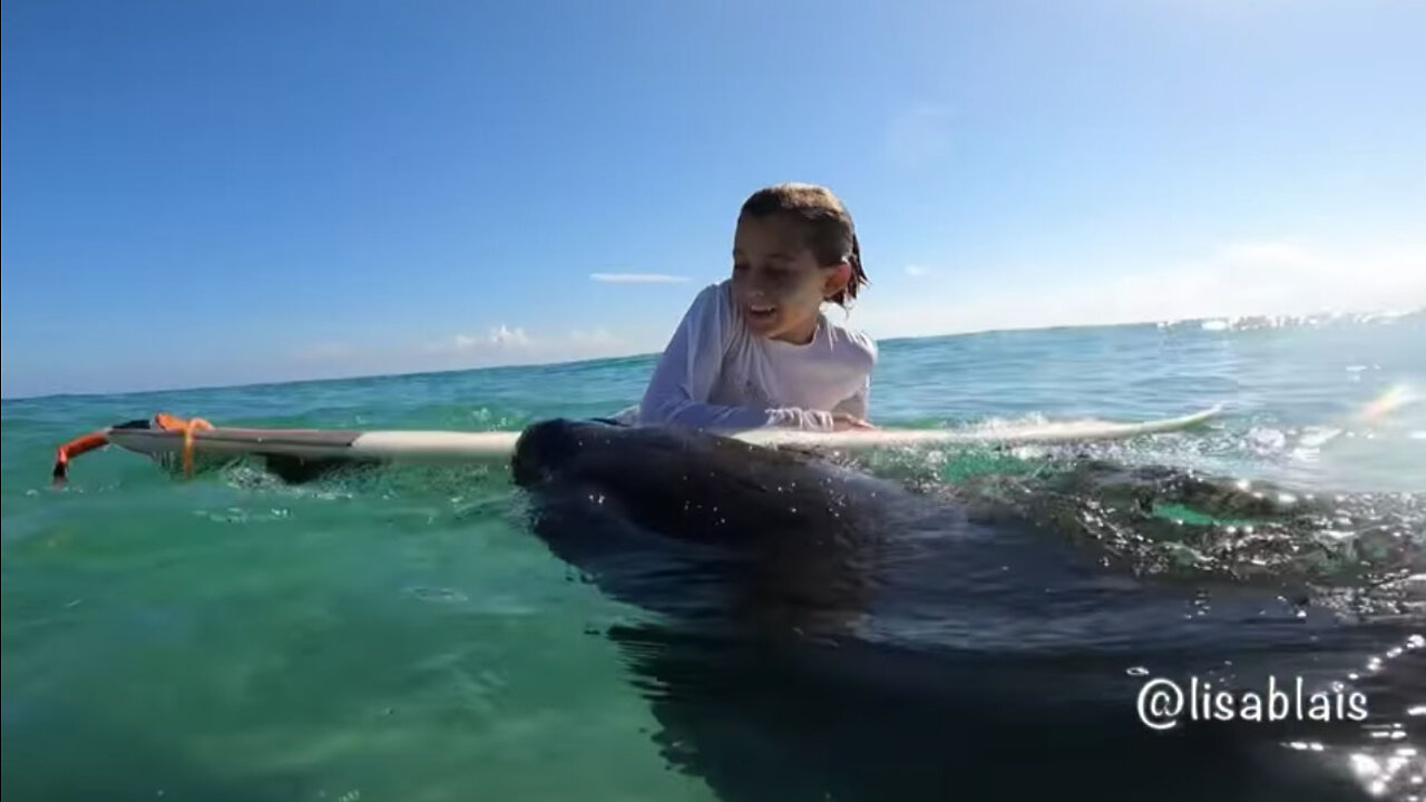 Manatee tries to borrow boy's surfboard in Fort Pierce