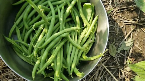 Green Bean Bonanza & Undercover Zucchini