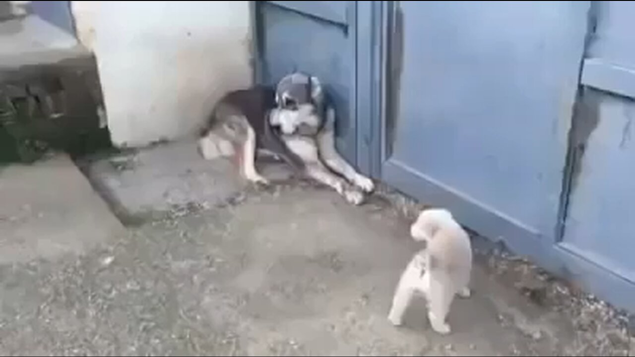 Mom Dog scolding Dad for threatening children unnecessarily!