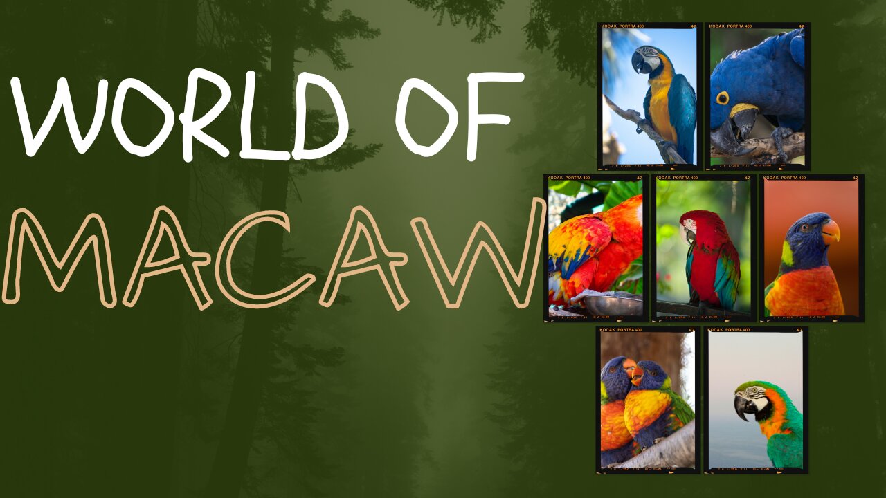 The World of Macaw Parrots | Wings of Beauty