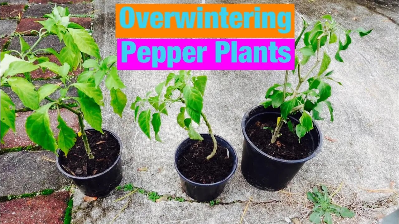 Overwintering pepper plants