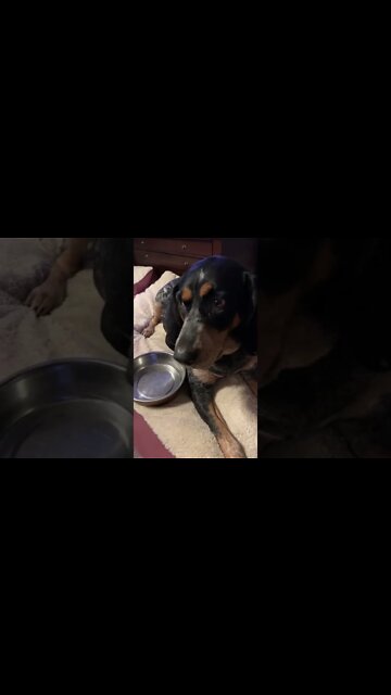 #CoonHound wants her #Kong filled! #BlueTick #Shorts #shortsvideo