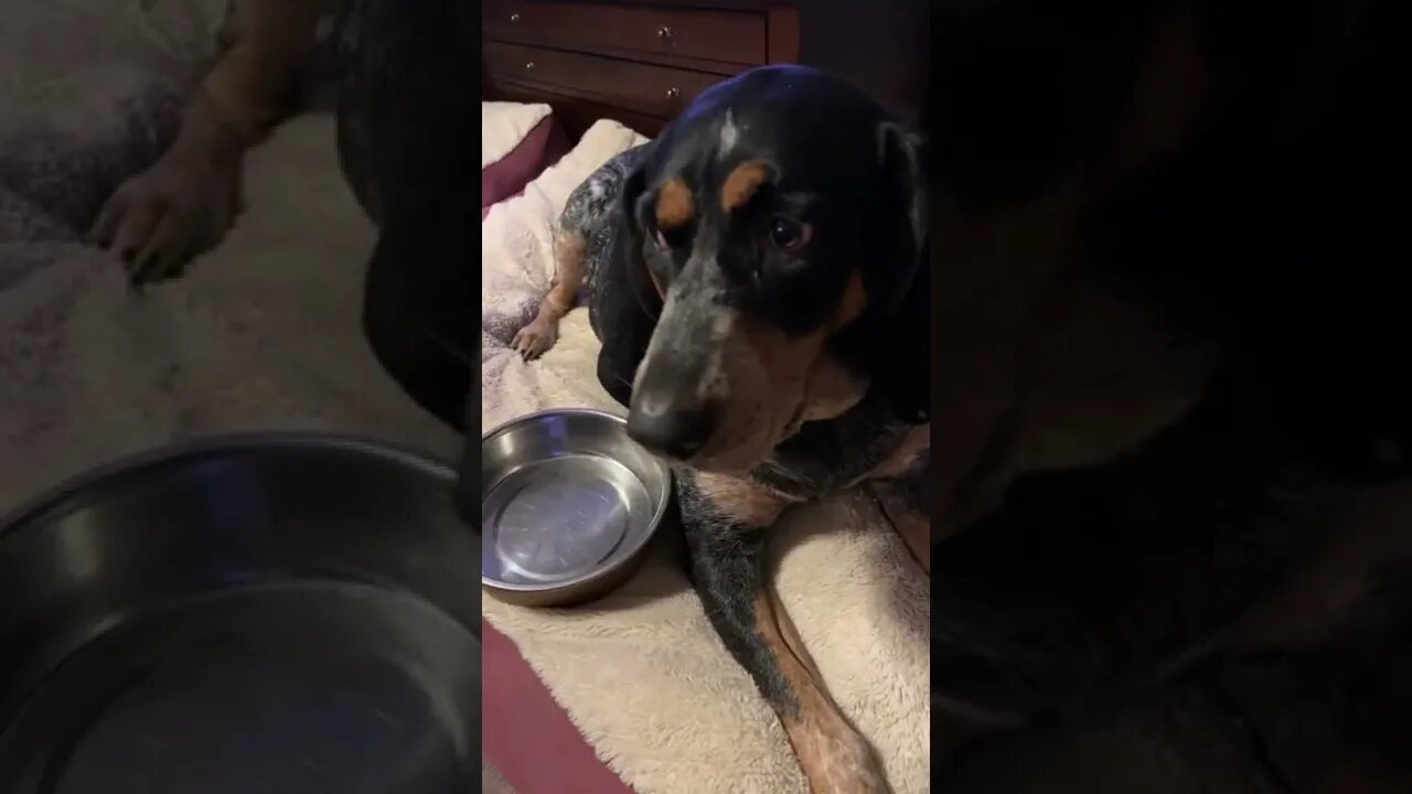 #CoonHound wants her #Kong filled! #BlueTick #Shorts #shortsvideo