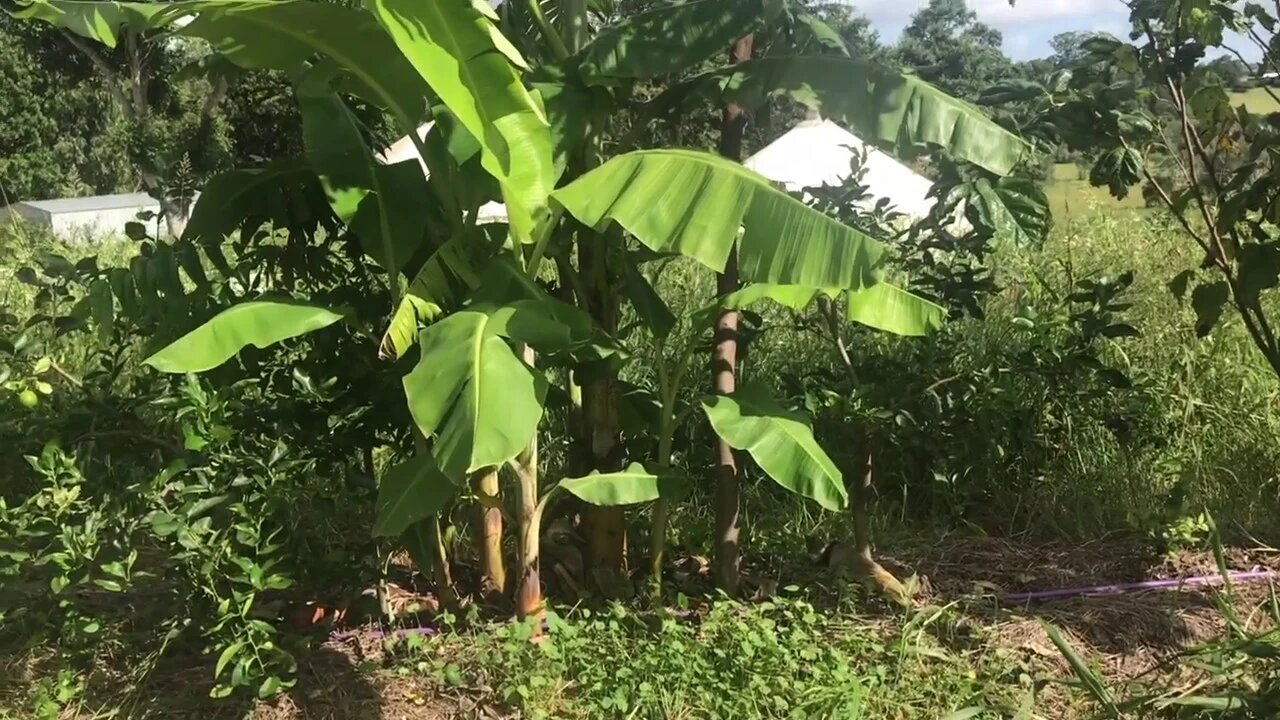 Manejo de Poda em SAFs