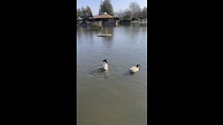 Goose Bottom Feeding