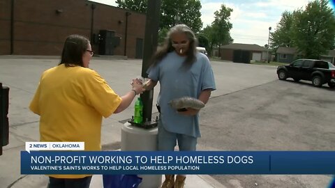 Non-profit working help homeless dogs