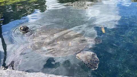 Close encounter Sea Turtle