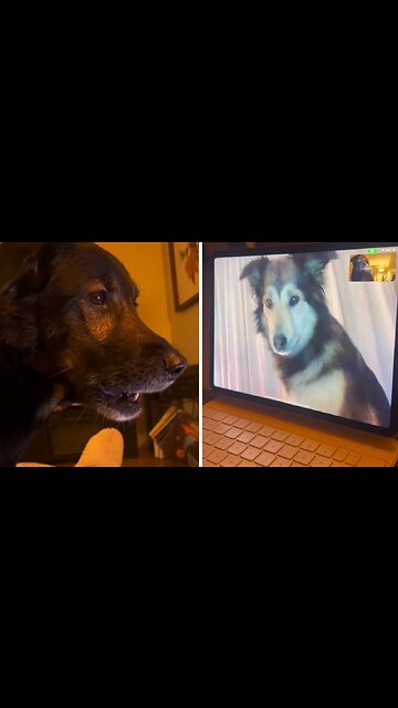 Dog Besties Have Priceless Reaction Over Video Call
