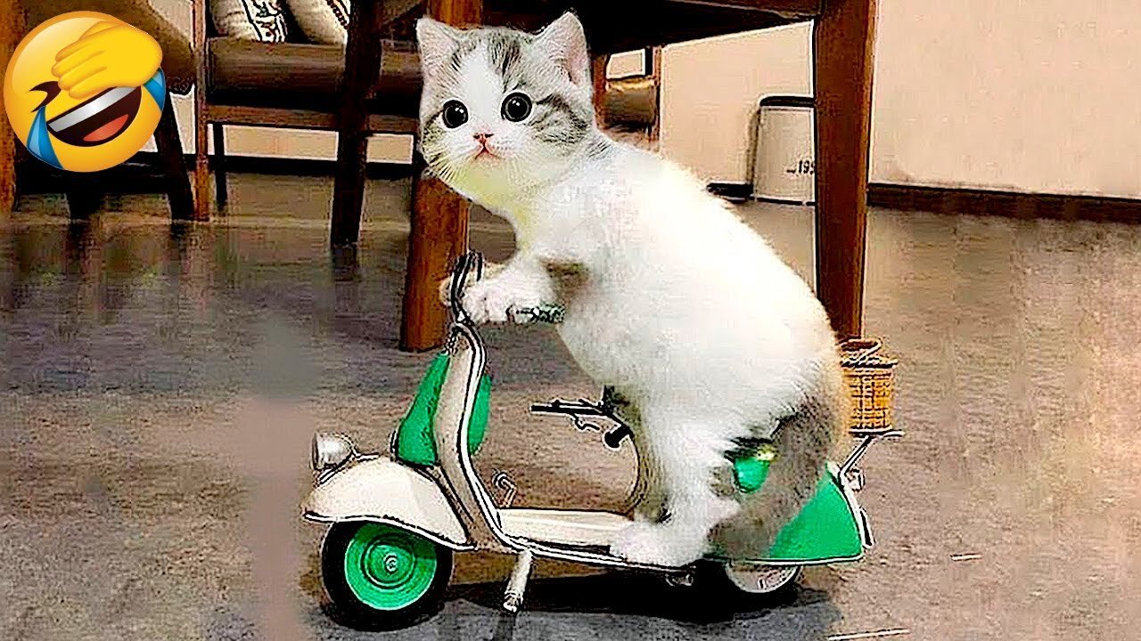 cat video, cat funny video