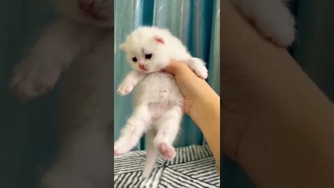 So Cute Baby Cat ||😽😽😻#4- #shorts #shortsfeed #cutecats
