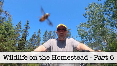 Wildlife on the Homestead - Part 6