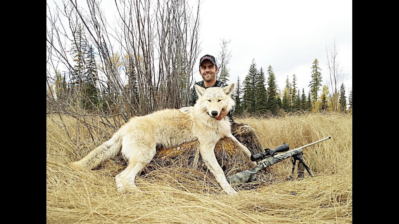 Public Land Wolf Hunting 5