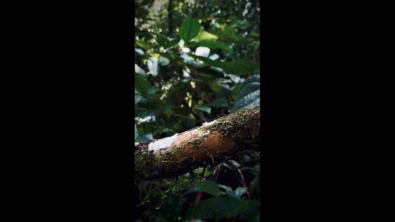 White lined frog