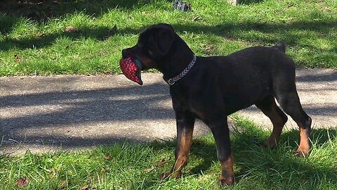 Working Dog. Sara Attitude Today.