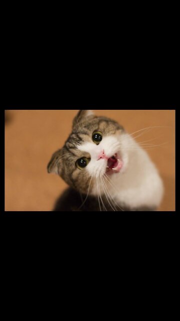 ✅✔ funny kittens - funny kittens 2021