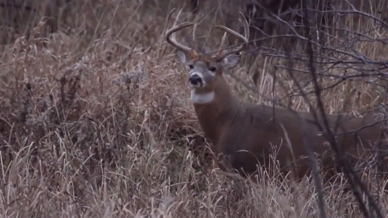 Destination Auburn University | Destination Whitetail