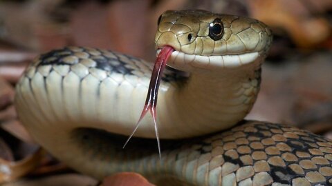 Top World Most Venomous Snakes