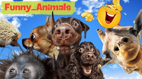 New funny animals moment