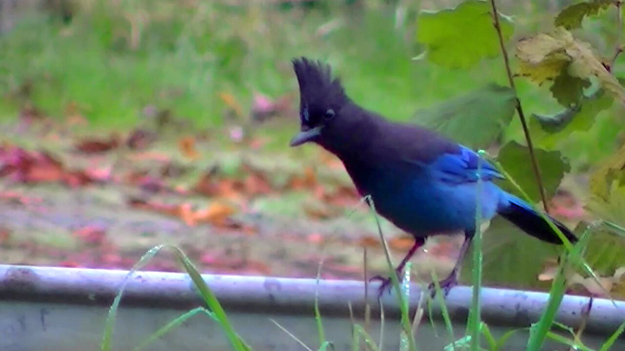 IECV NV #728 - 👀 Steller's Jay In The Backyard 🐦10-21-2018