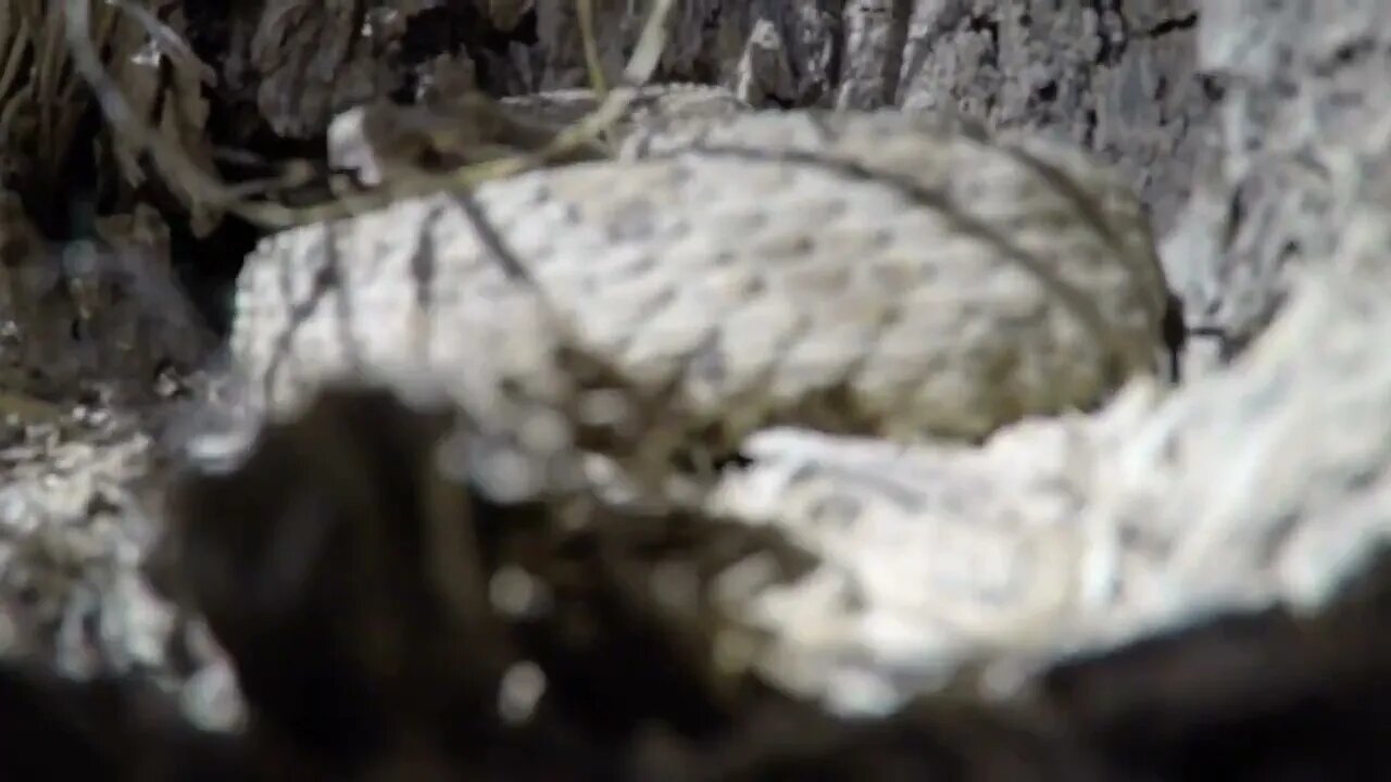 Up close shot of Great Basin Rattlesnake in Utah