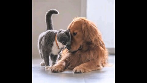 Funny Cat and Dogs 😂😂😂😂😀😀😀 vadio