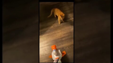 #MEME is the one and only D-O double G #trending #shorts #cutedog