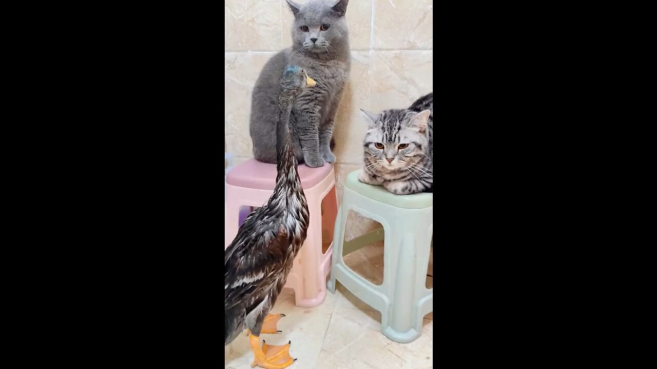 Cat vs. geese