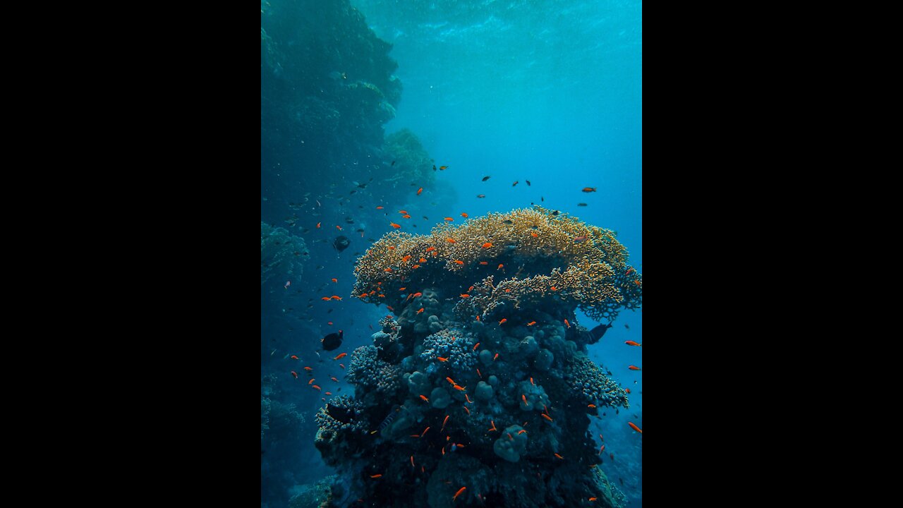 turtle lays in the sea )))))