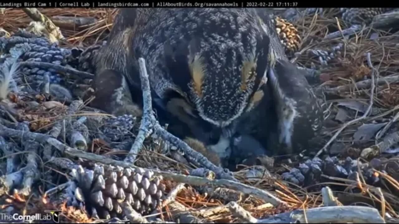 Dinner Time For Mom and The Owlet 🦉 2/22/22 17:10